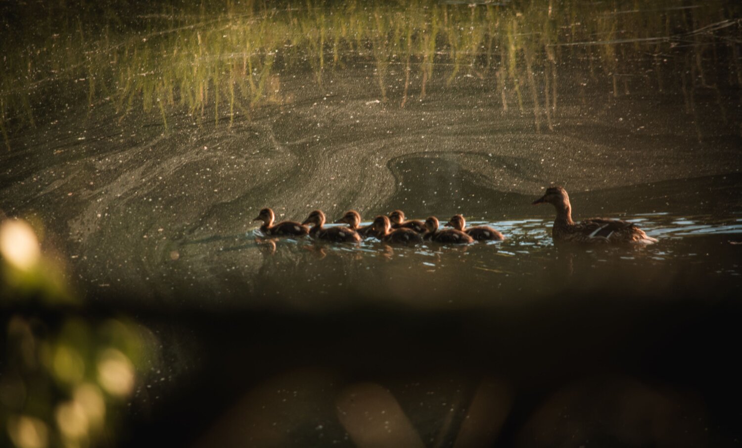 Photo #13861562