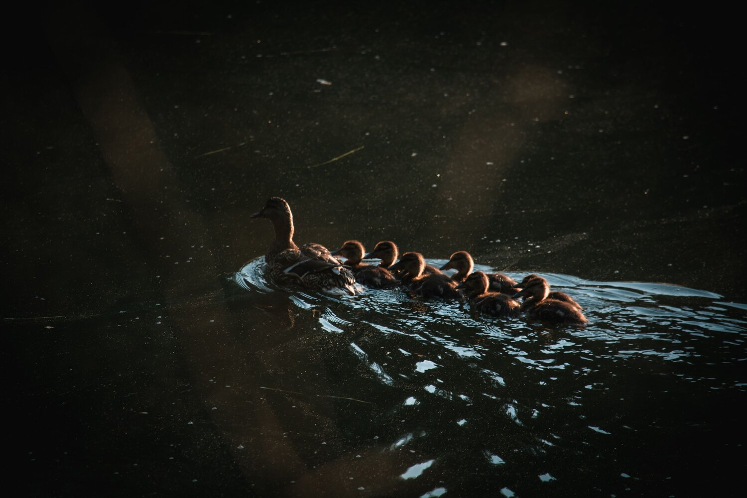 Photo #13861563