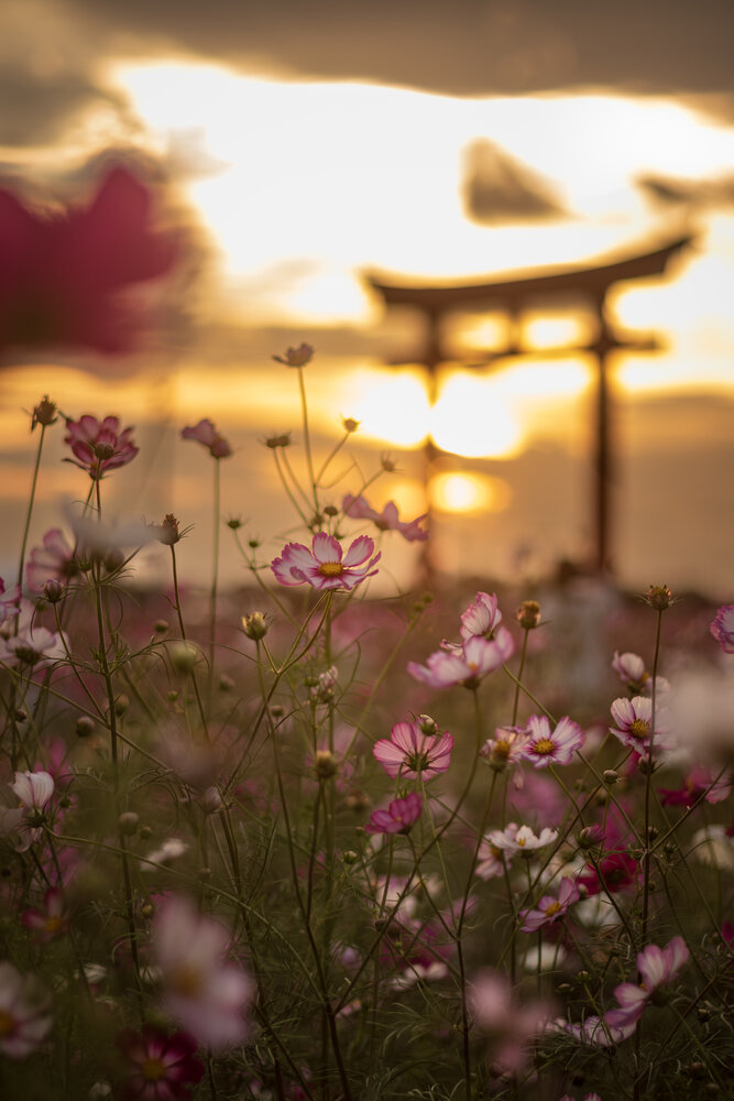 Photograph by Gunma No UMA