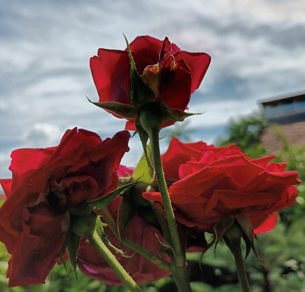 Photograph by BUTYKA ENIKŐ- ÉVA