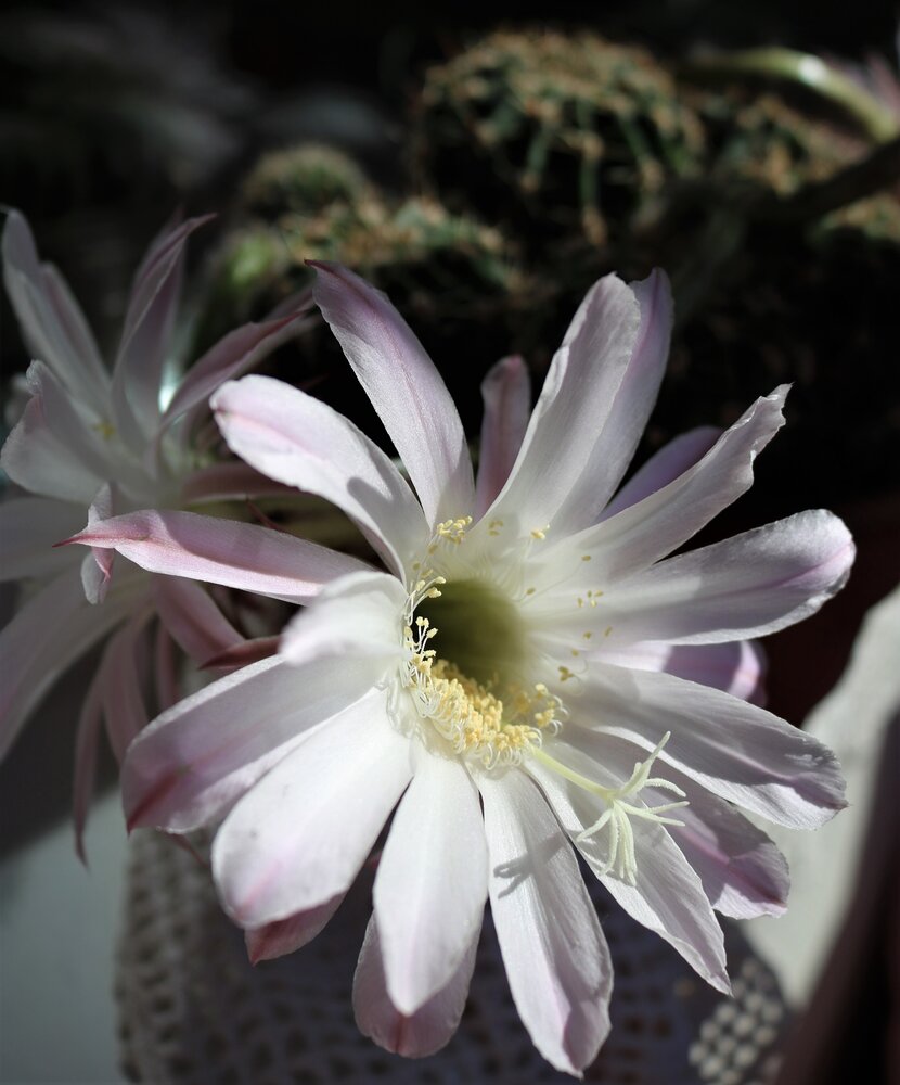 Photograph by Лариса Ременьчик
