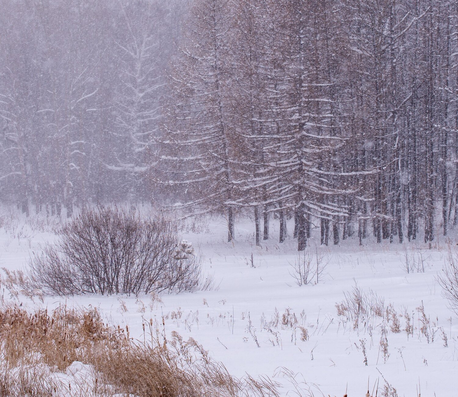 Метель.
