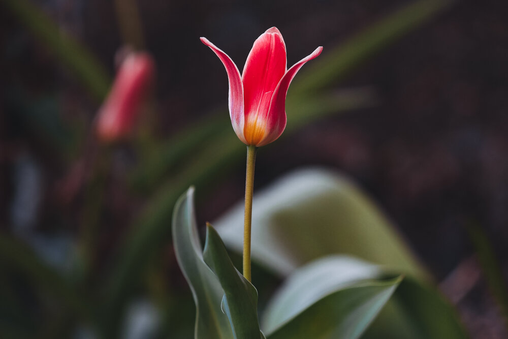 Photograph by Anastasia Asakura