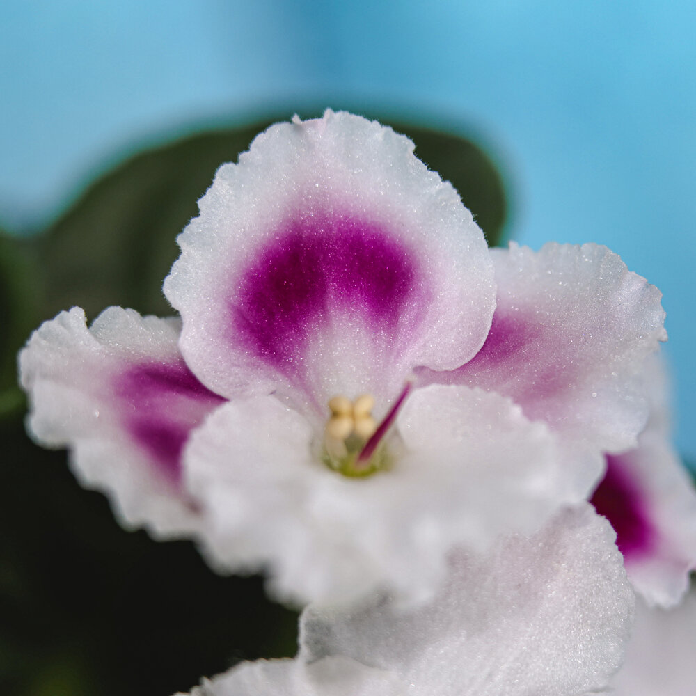 Photograph by Anastasia Asakura