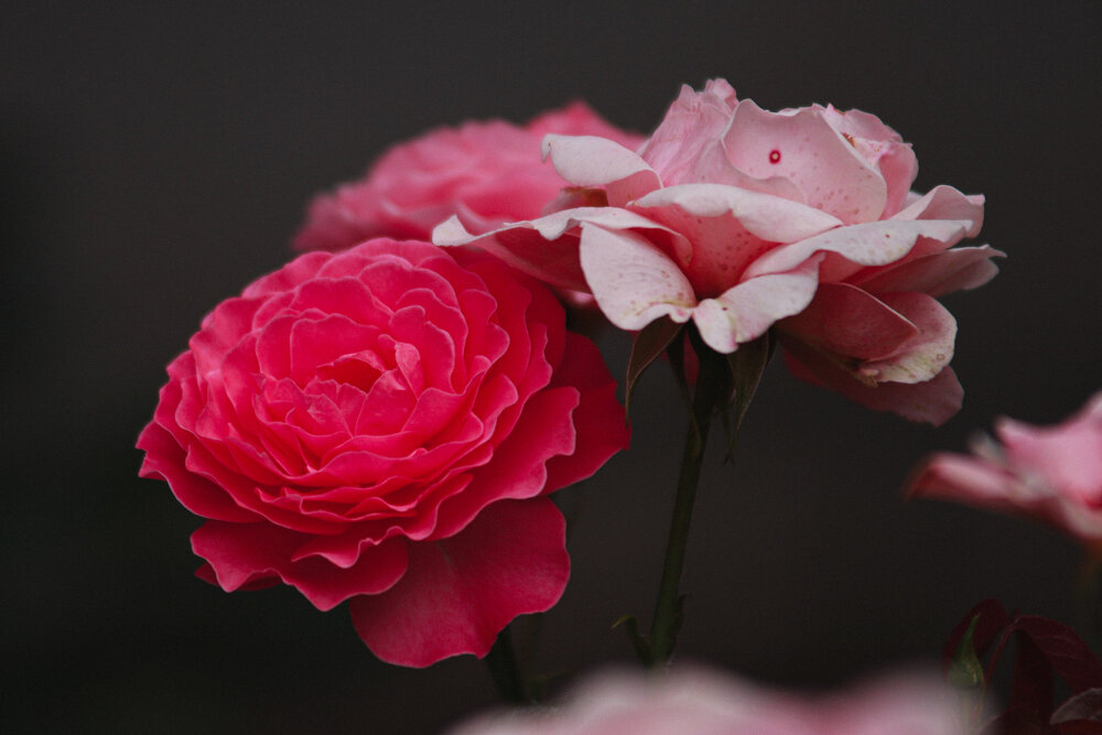 Photograph by Anastasia Asakura