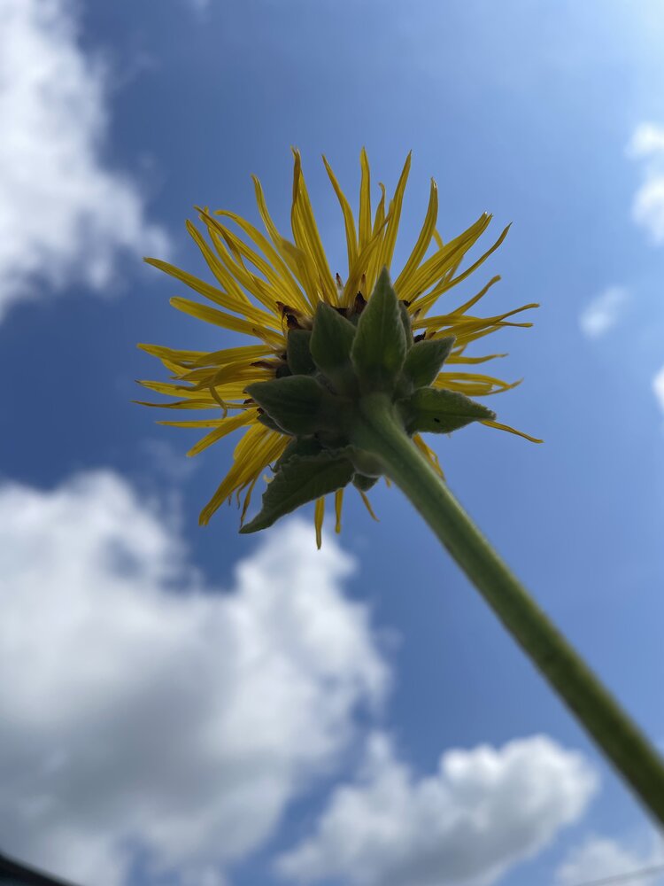 Photograph by Елена Саватеева