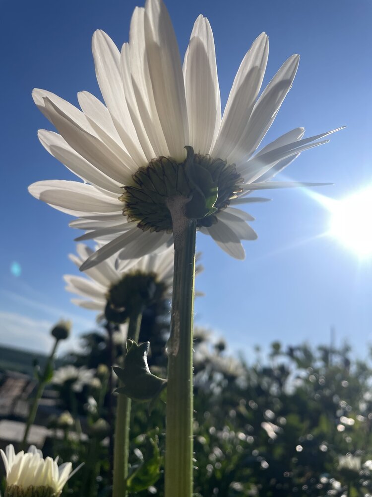 Photograph by Елена Саватеева