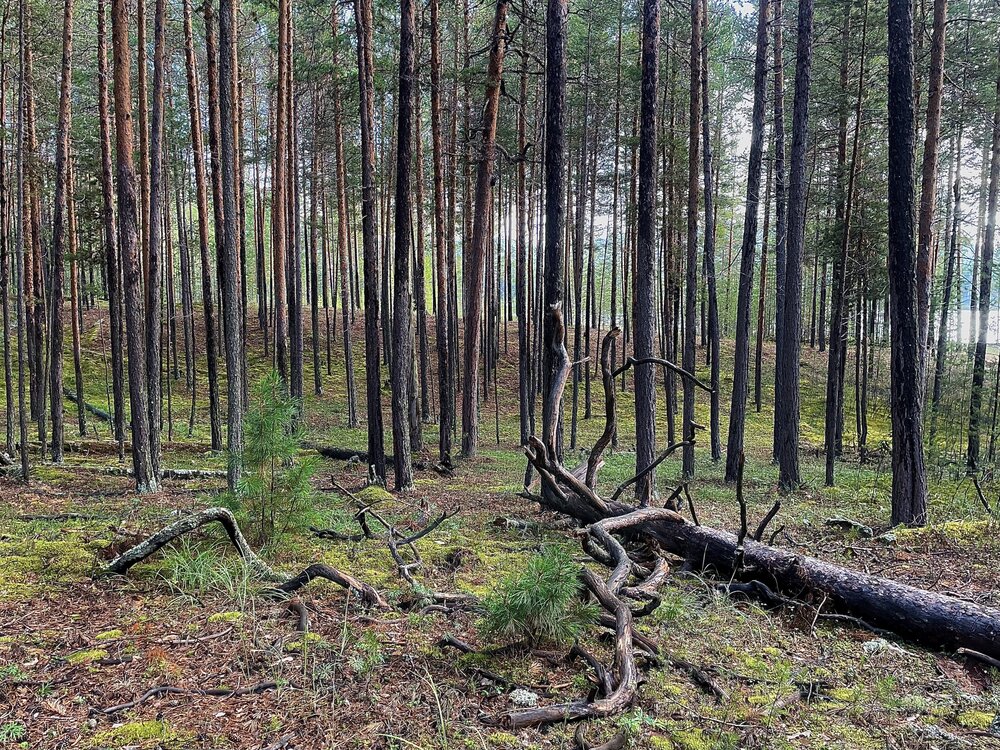 Photograph by Ирина Молоткова