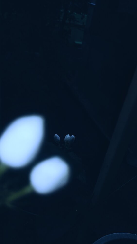 Photograph by Priyanbada Sarkar