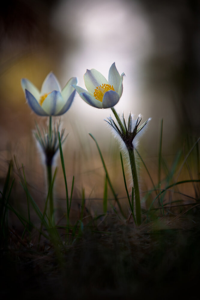 Photograph by Вениамин Скородумов
