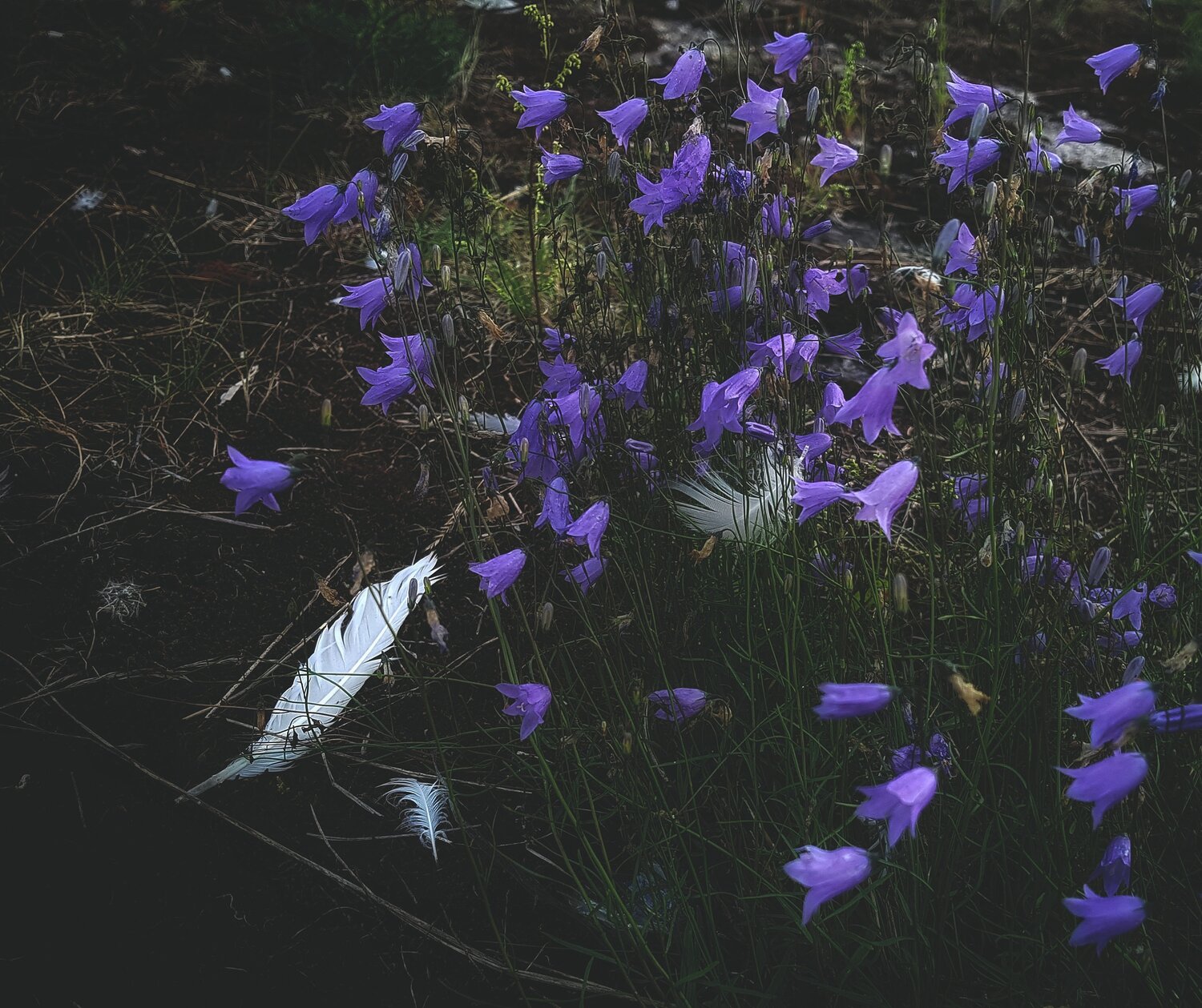 Photo #13862097