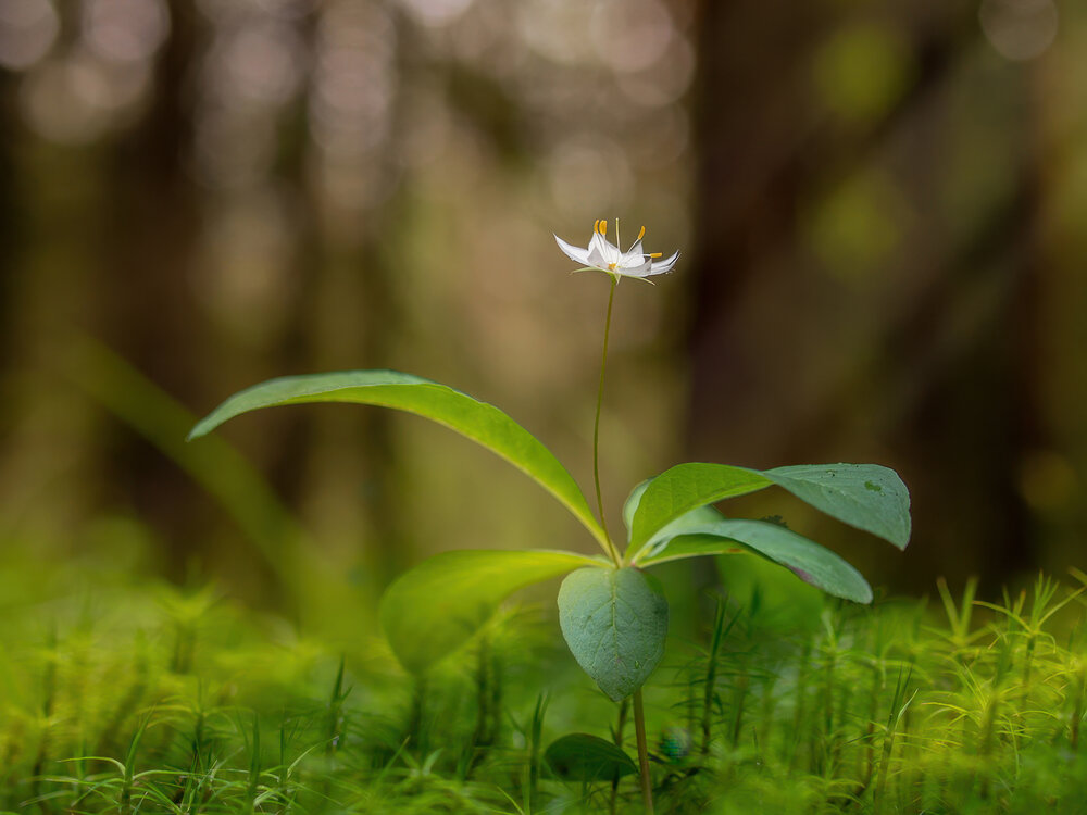 Photograph by Марина Брыдня
