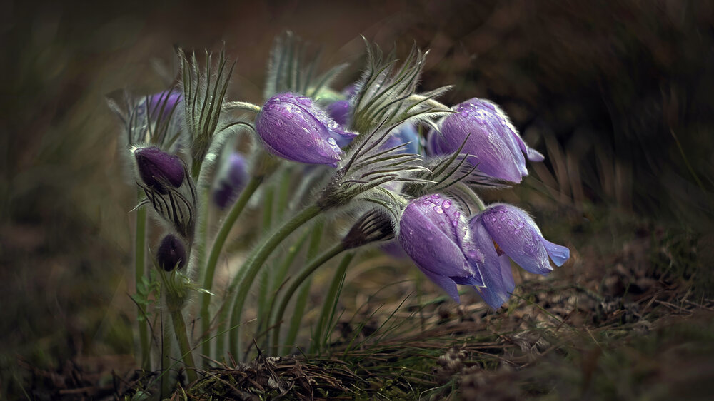 Photograph by Людмила Железнова