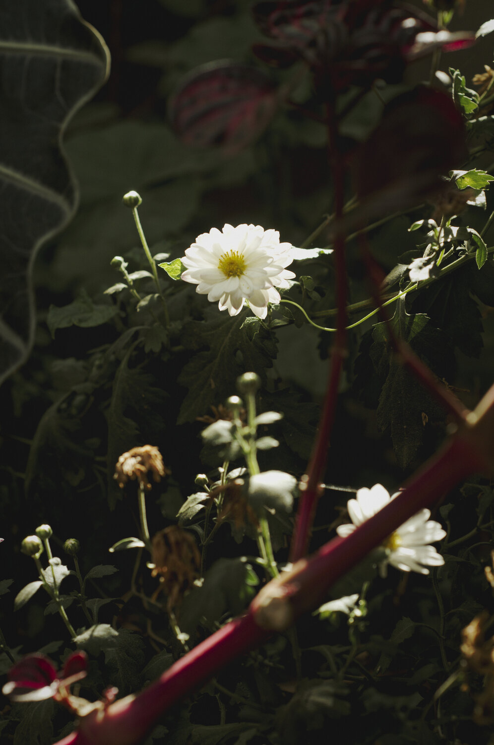 Margueritte.