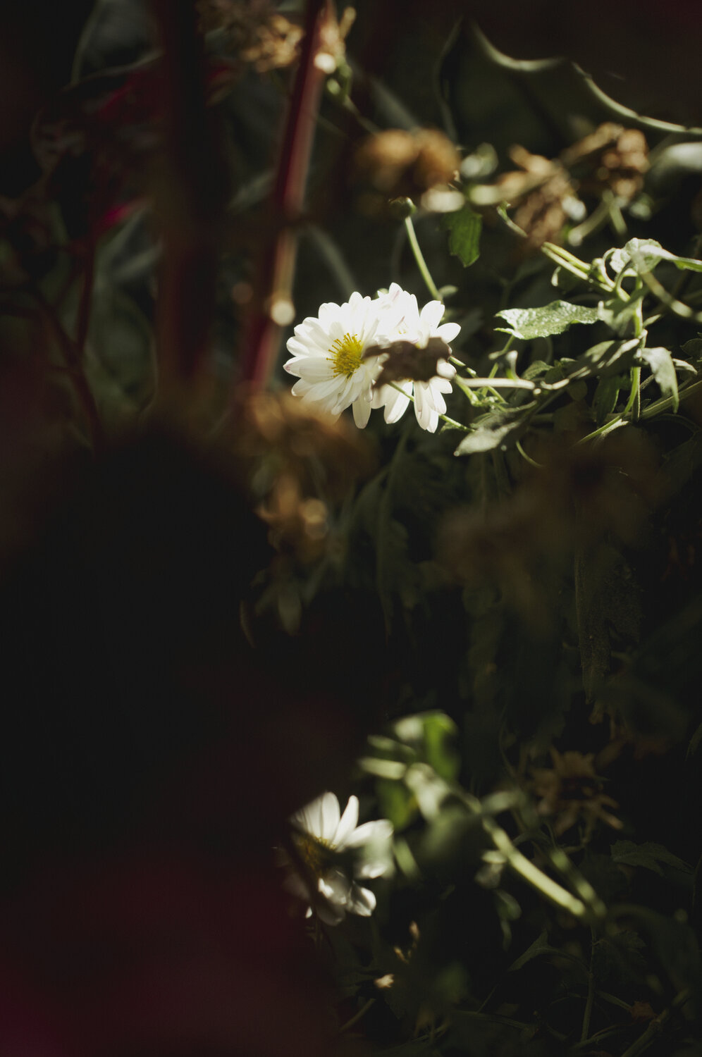 Margueritte.