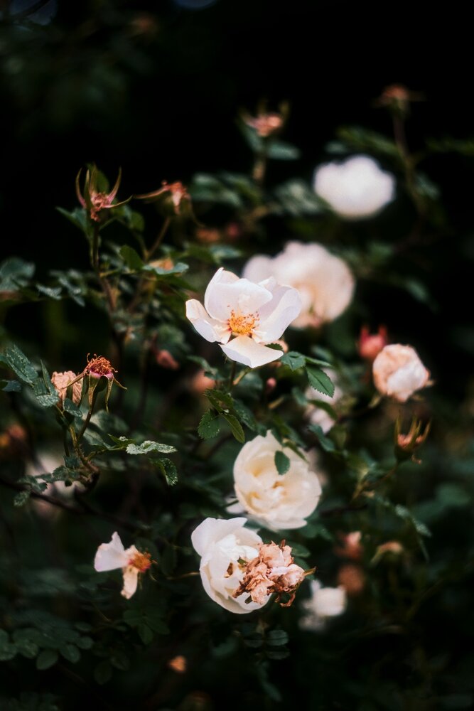 Photograph by Жанна Силаева