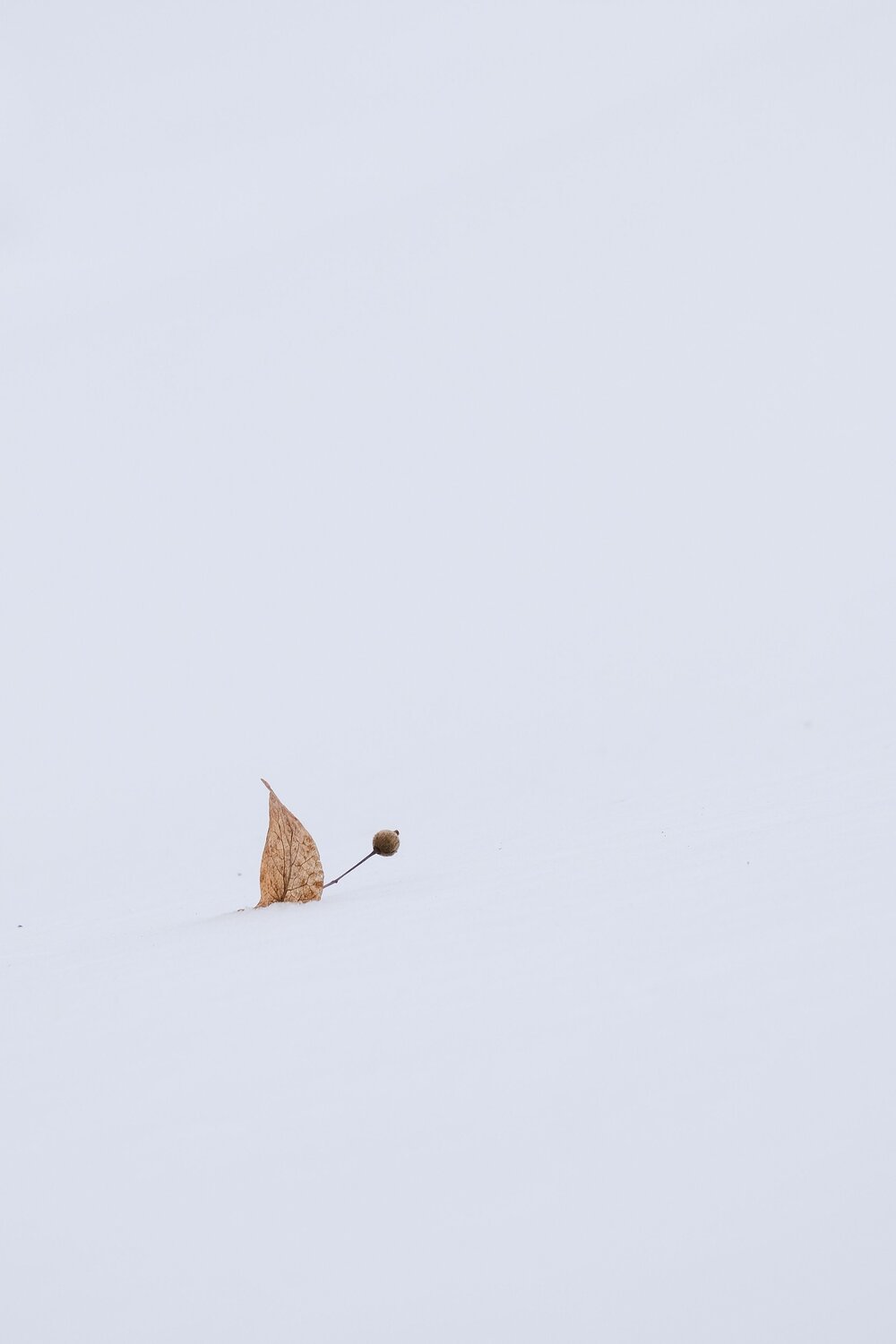 Photo #13862386
