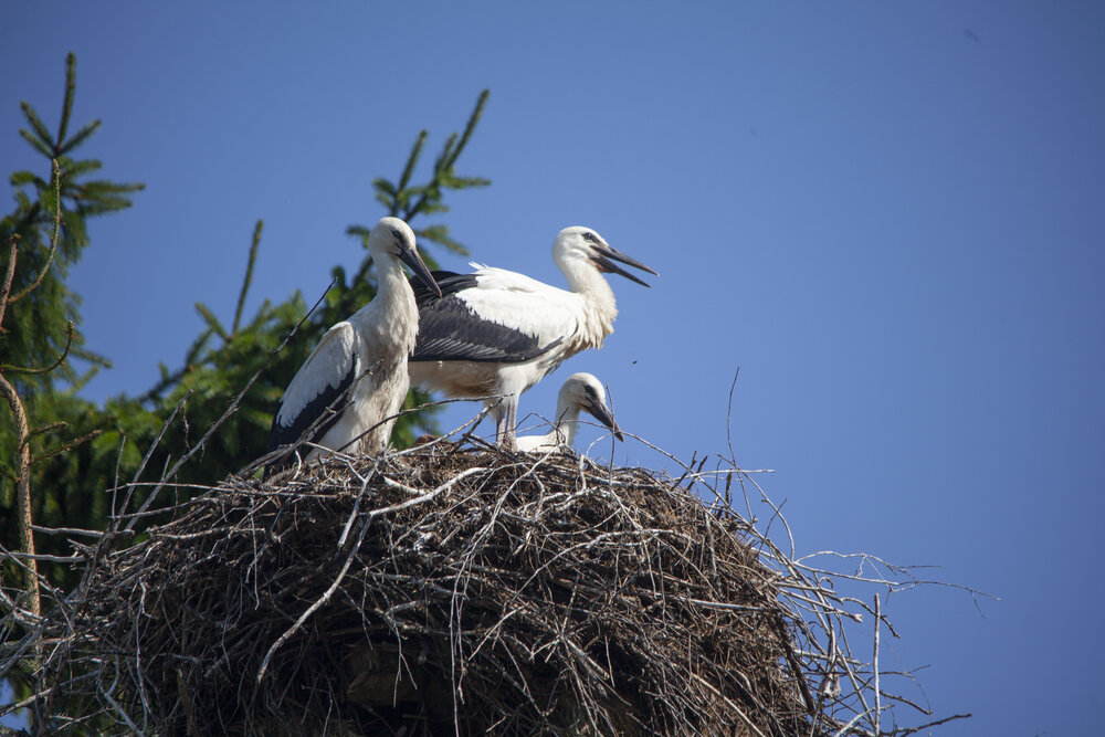 Photograph by Алексей Борисов