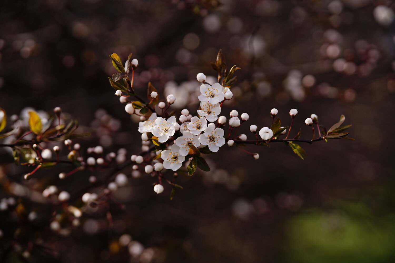Photo #13862498