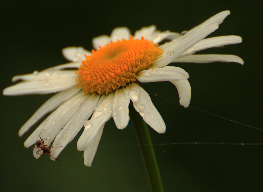Photograph by hasan sorena jouri