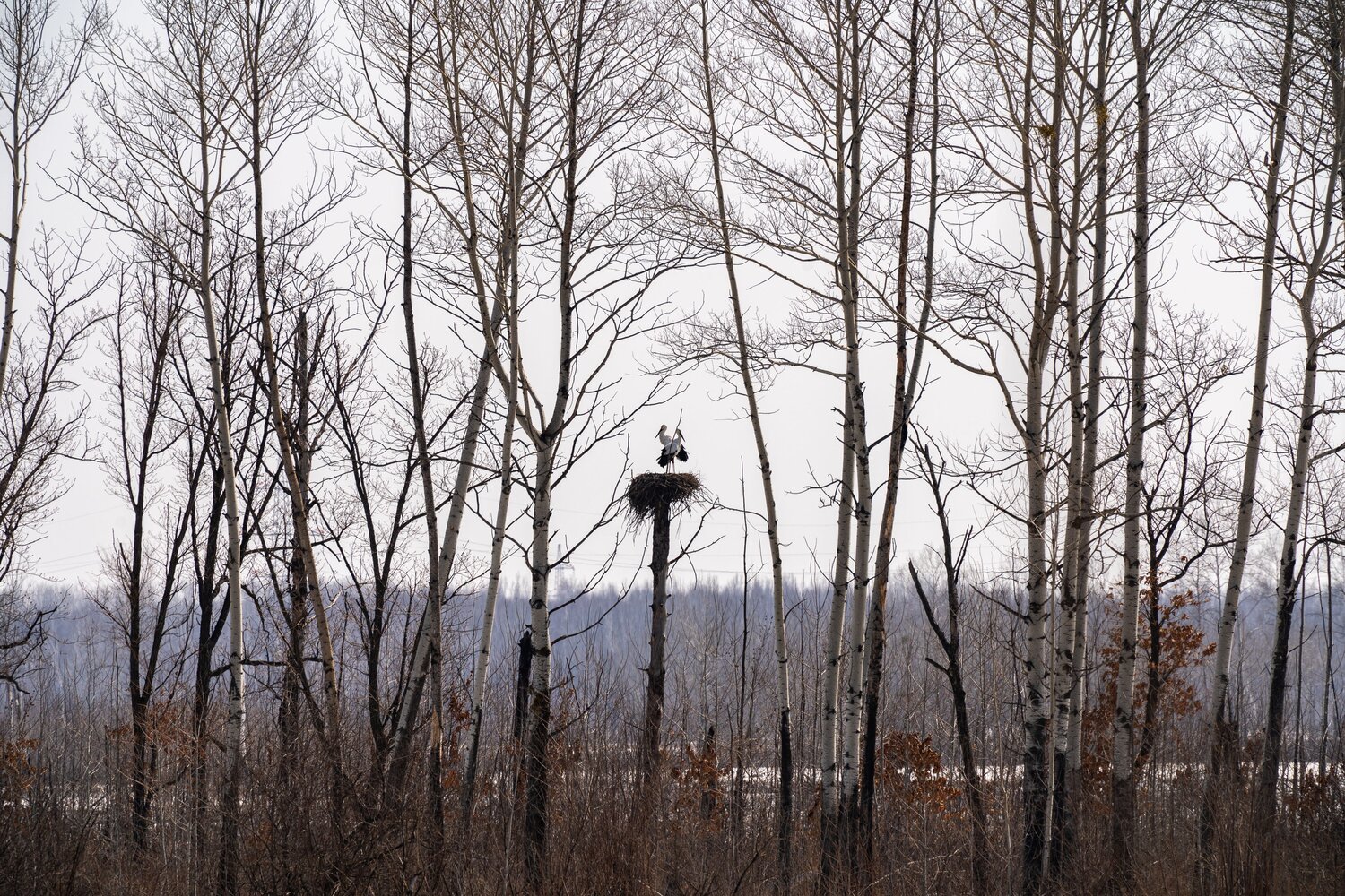 Photo #13862720