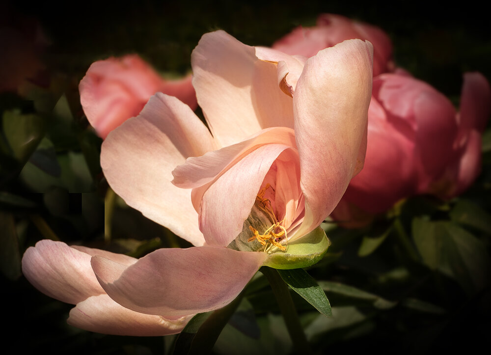 Photograph by Елена Григорович