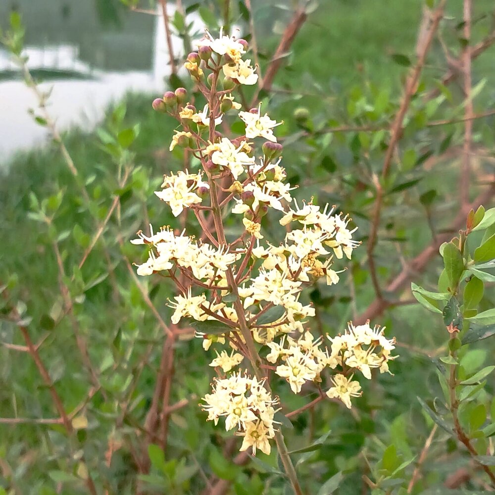 Delicate Blooms