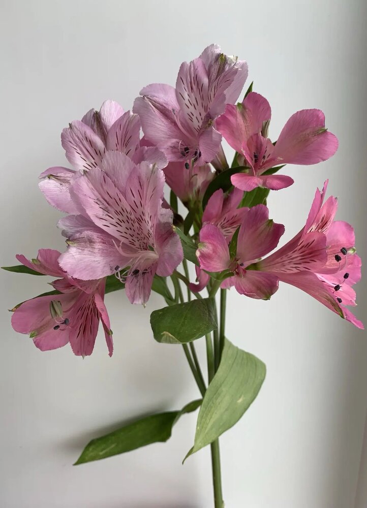 Photograph by Елена Сунцова