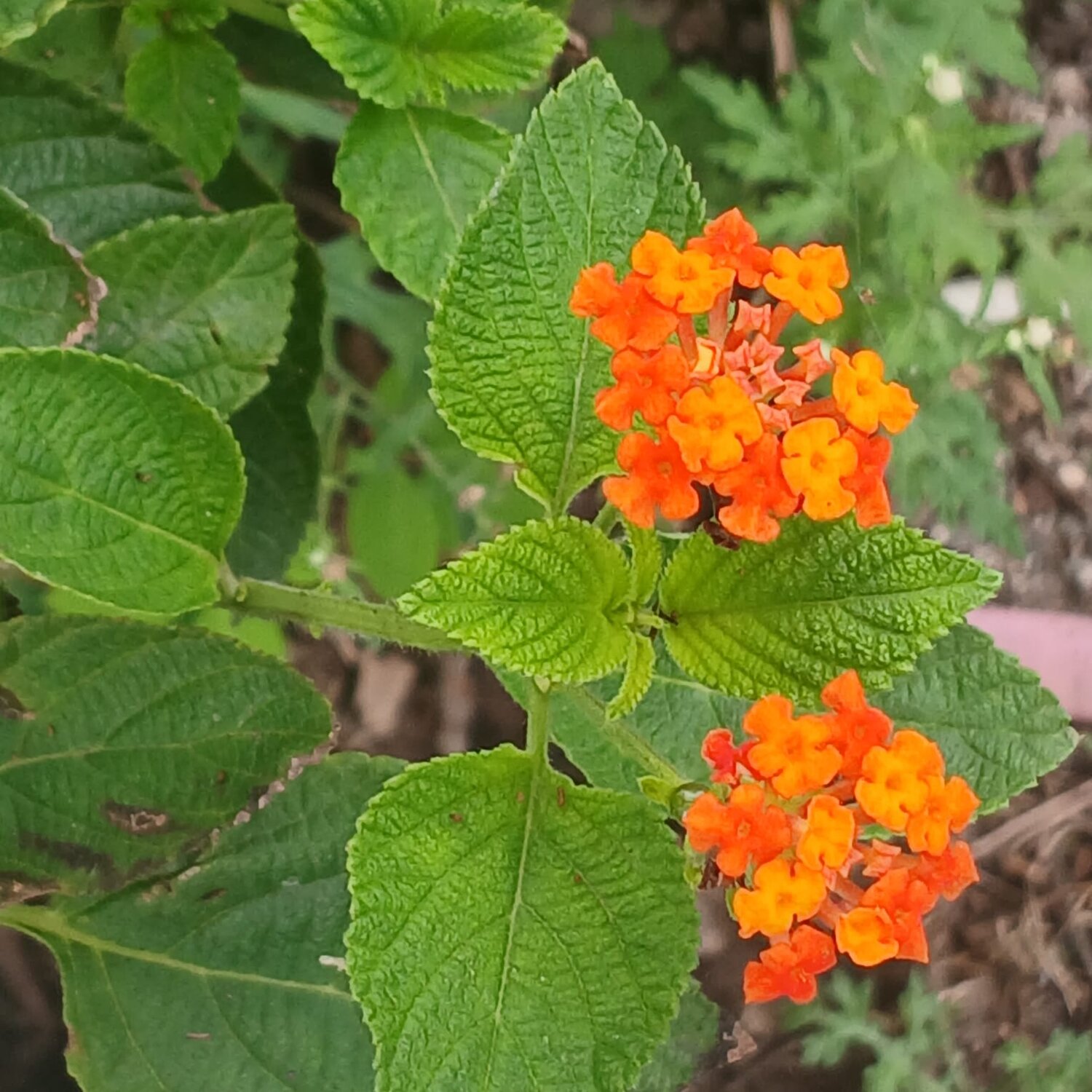 Fire Blooms