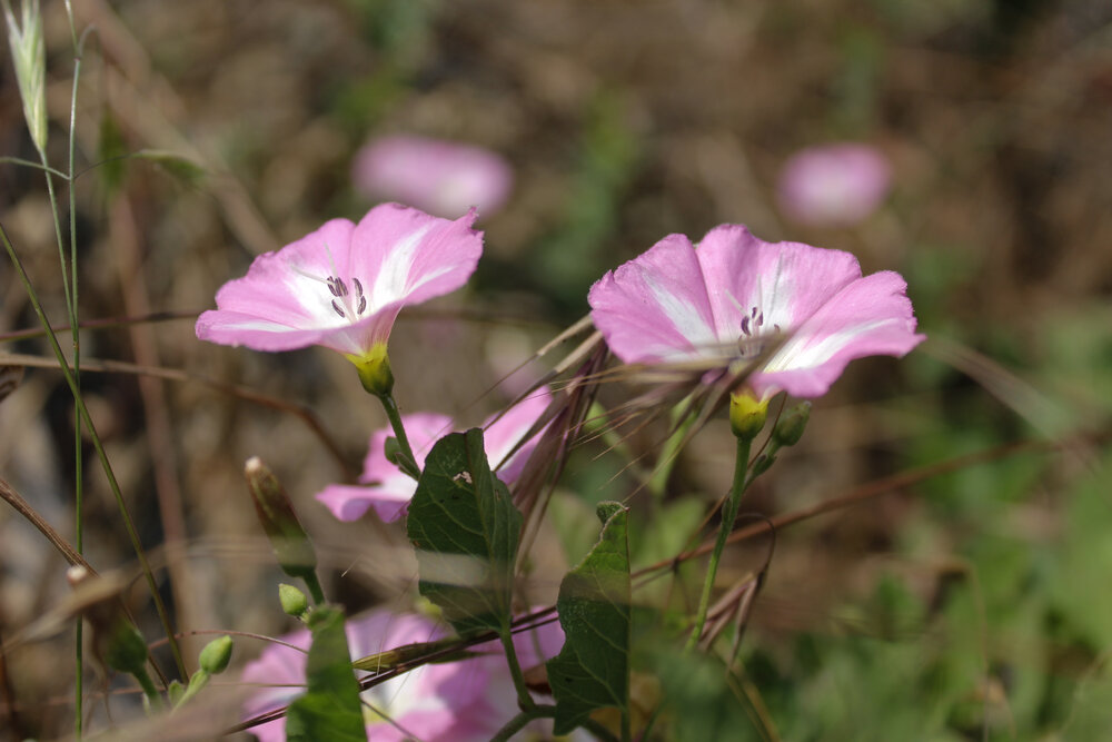 Photograph by Ирина Дмитриенко