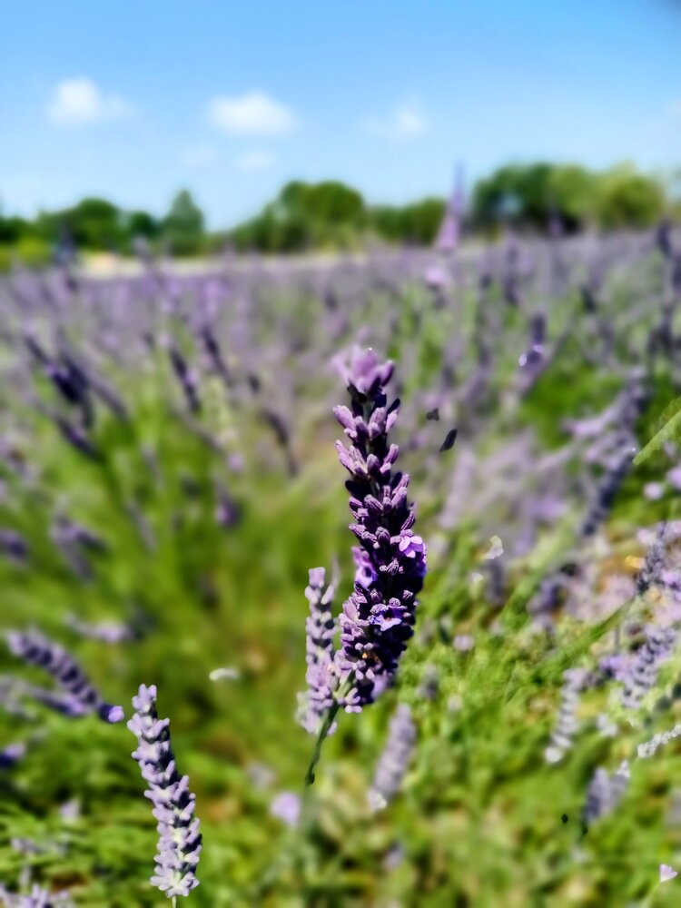 Photograph by Alla Seipulāne