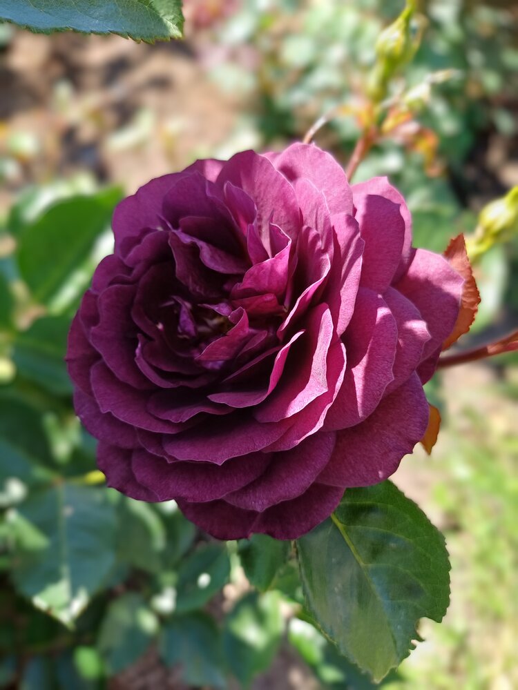 Photograph by Alla Seipulāne
