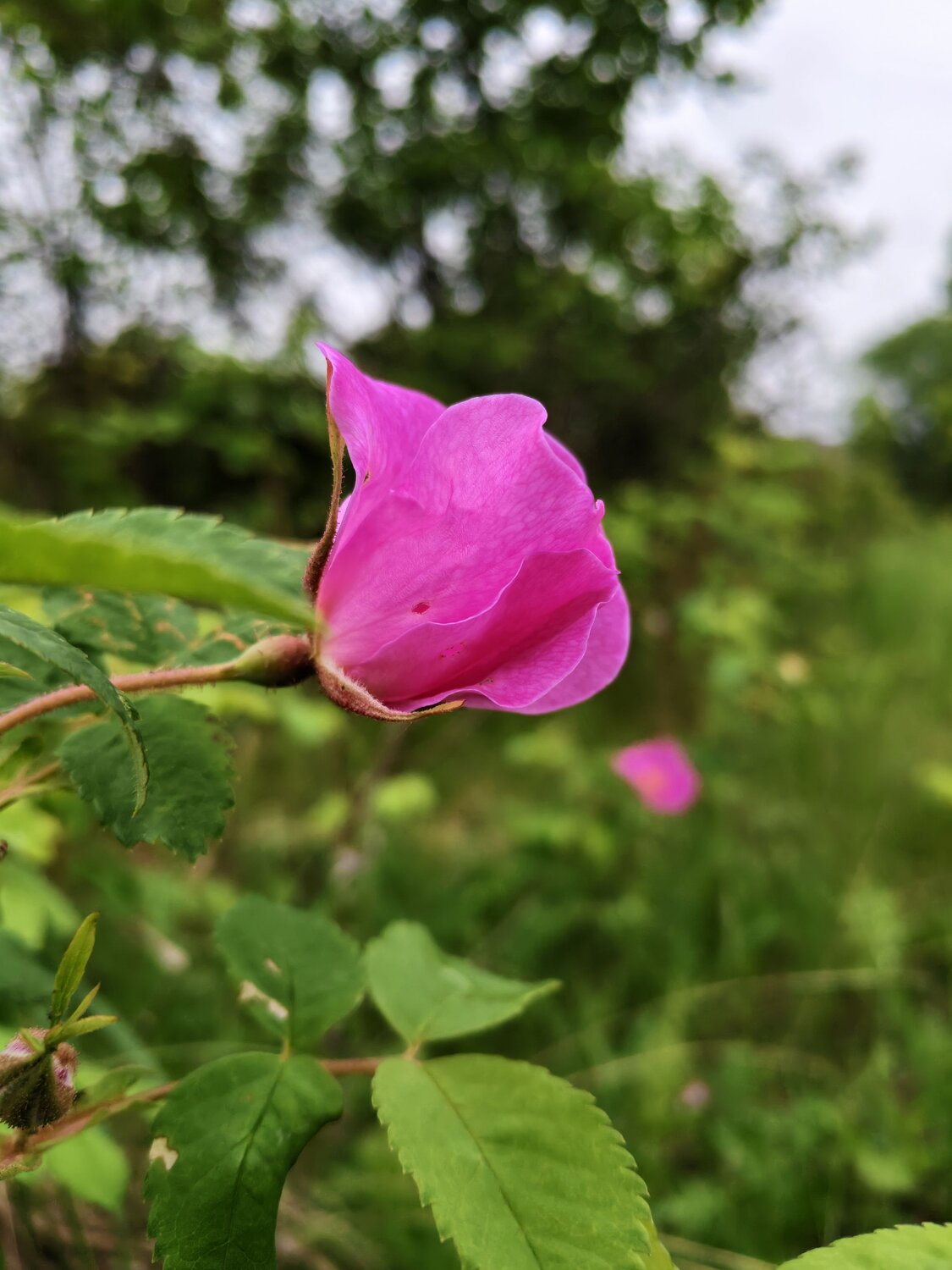 Photo #13863107