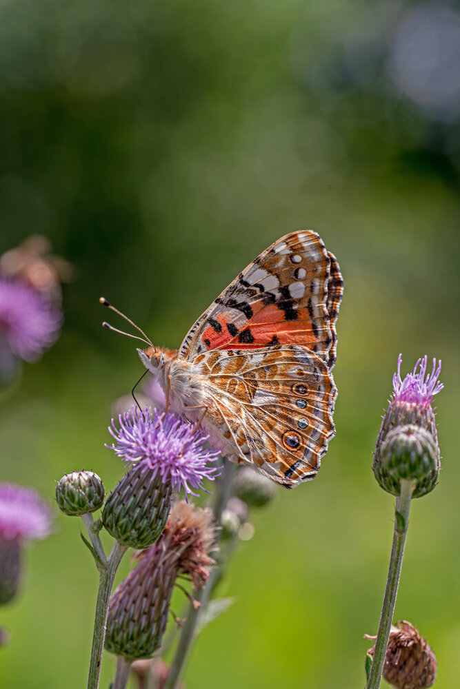 Photograph by Галина Григорьева
