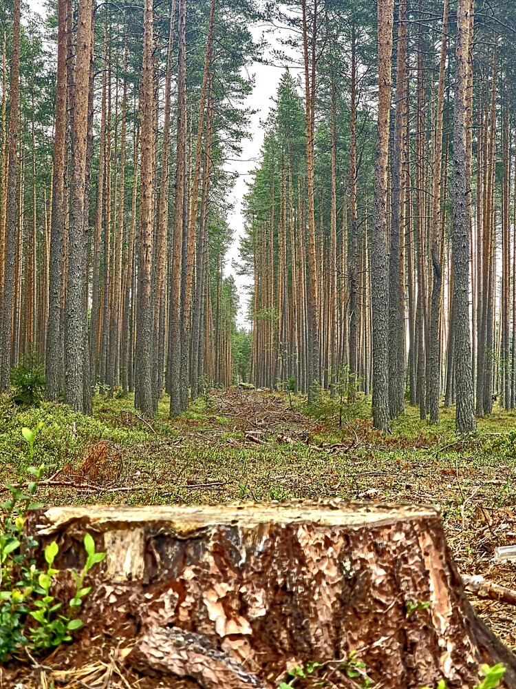 Photograph by Светлана Кустова
