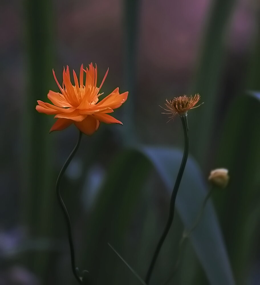 Photograph by Светлана Дисяк