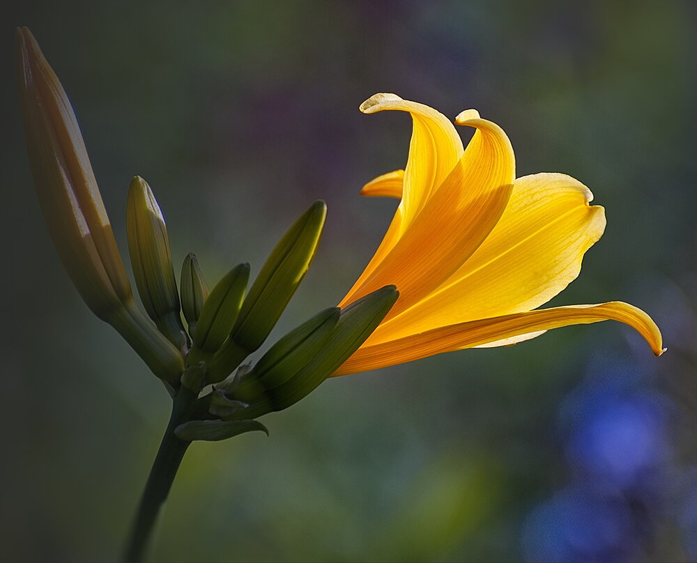 Photograph by Светлана Дисяк
