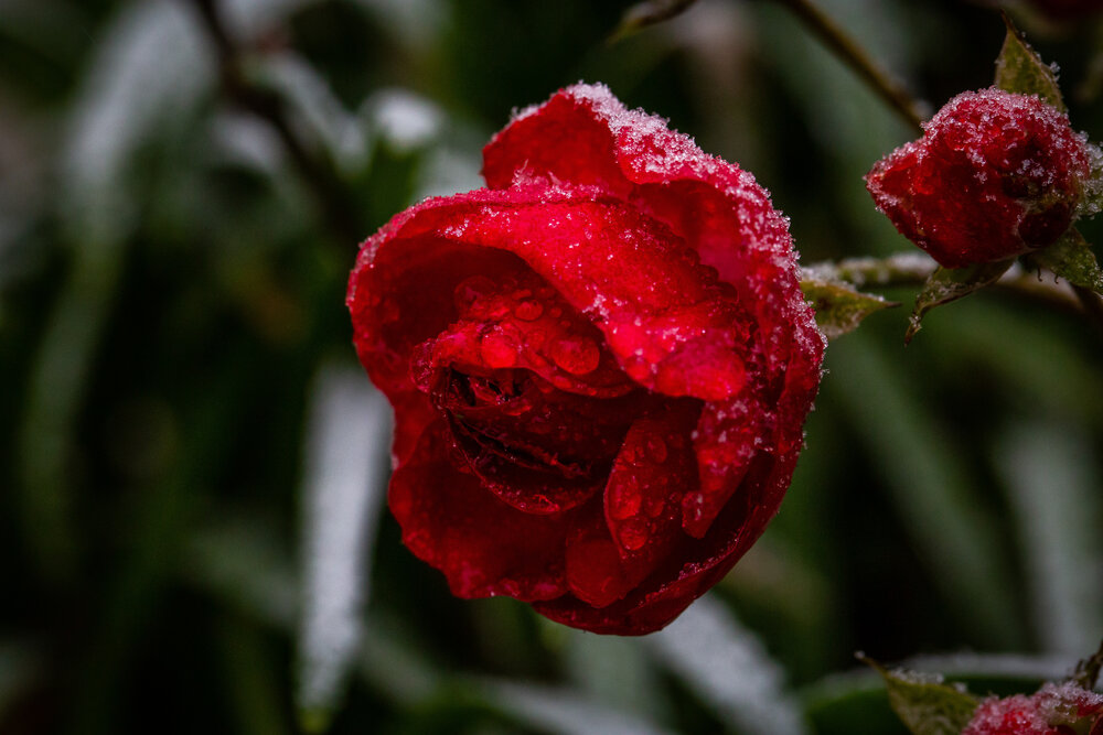 Photograph by Stiliyana Bekir