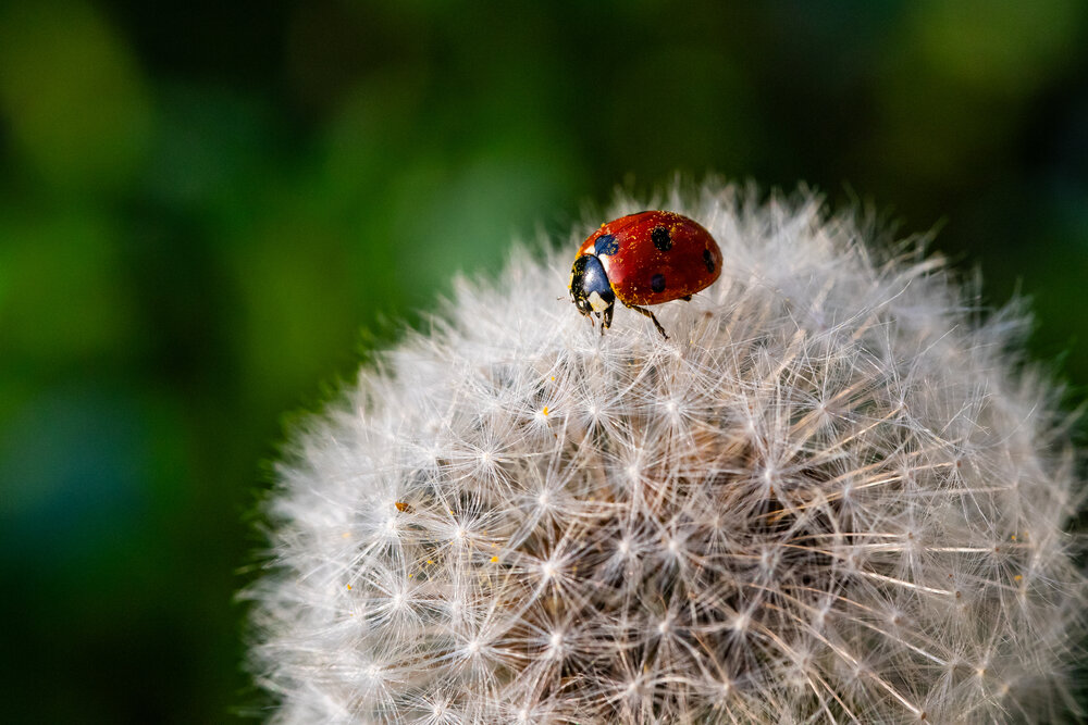 Photograph by Stiliyana Bekir