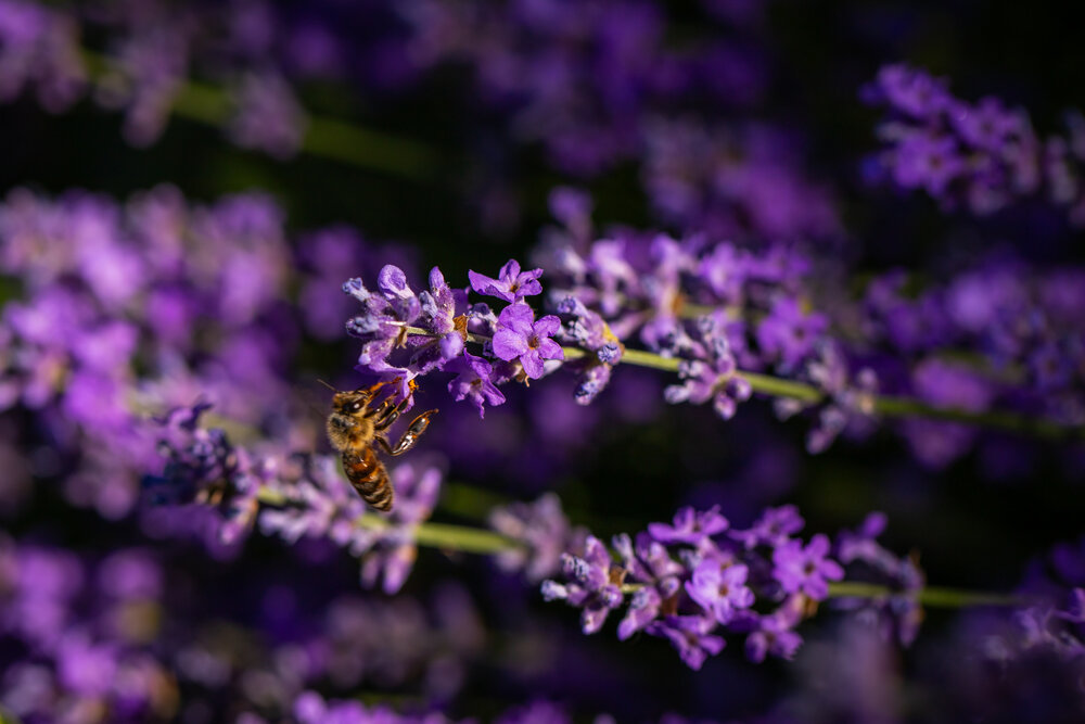 Photograph by Stiliyana Bekir