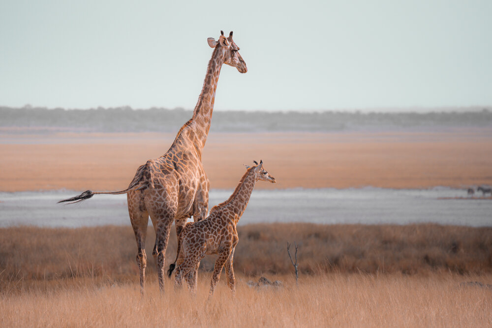 Photograph by Giorgio Castelli