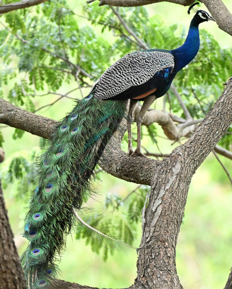 Indian peafowl or peacock