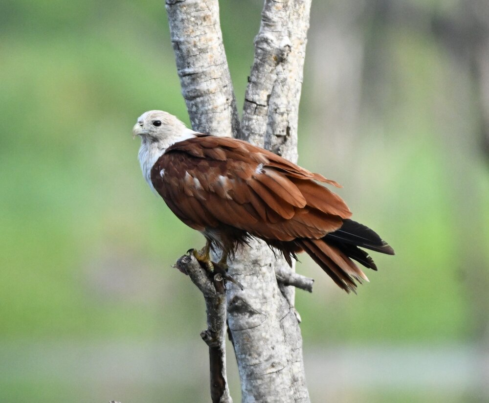 Brahminy kite