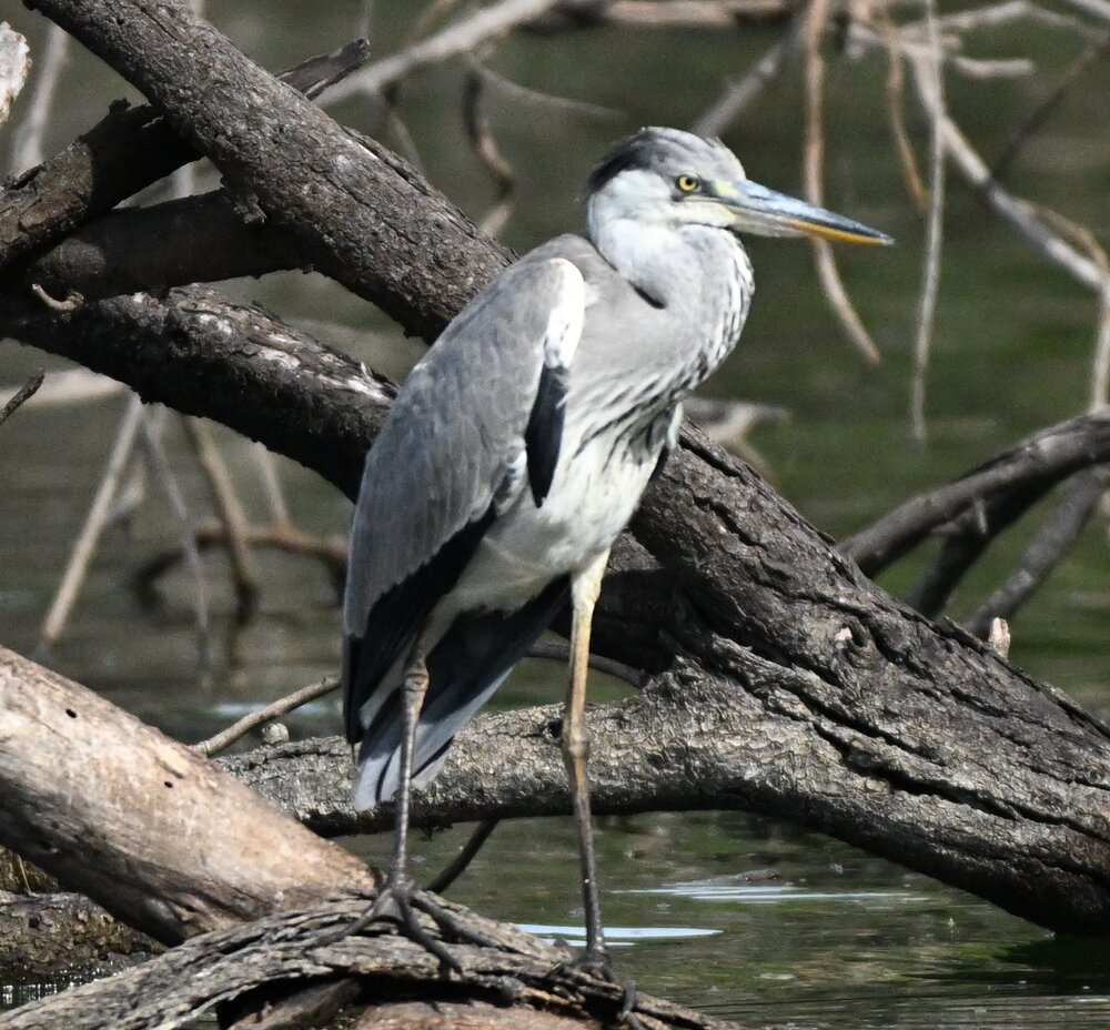 Grey heron