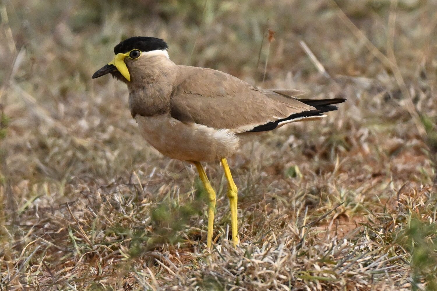 Yellow wattled lapwig