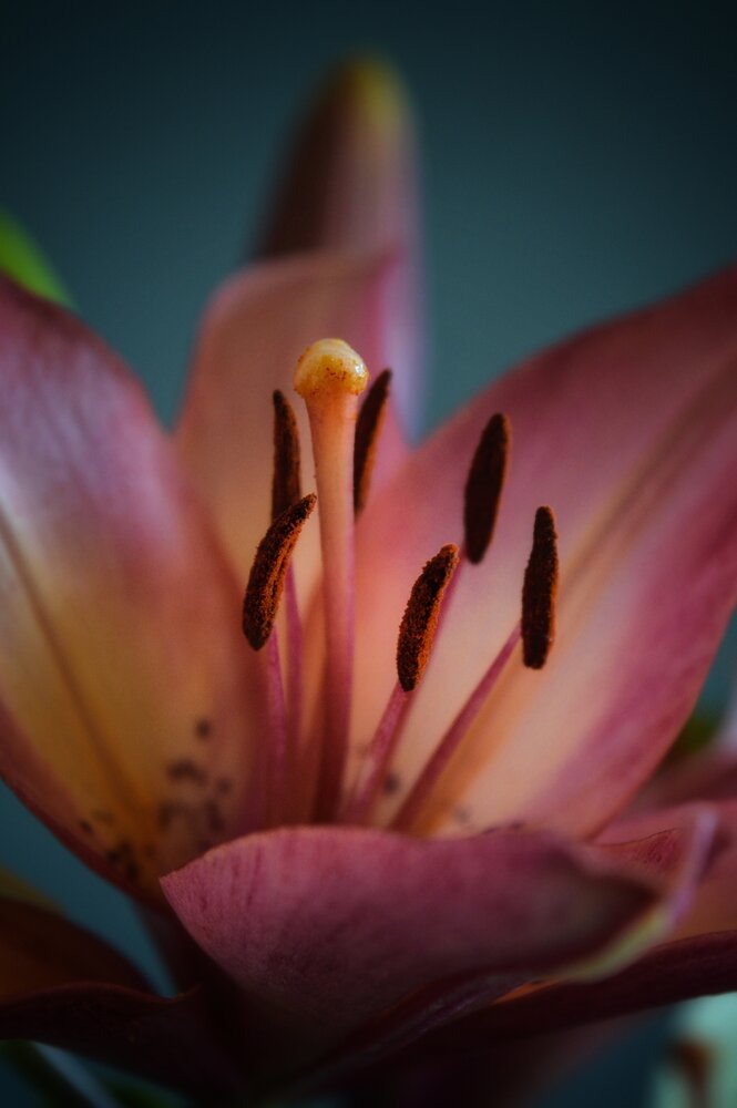 Photograph by Дина Полухина