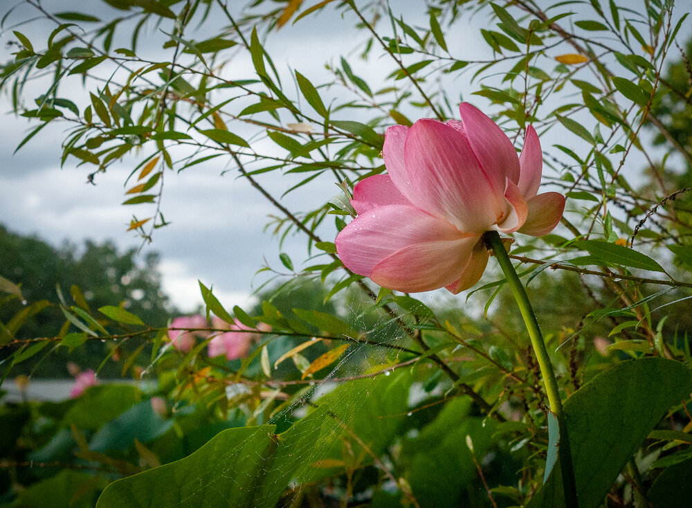 Photograph by Aндрей Иванов
