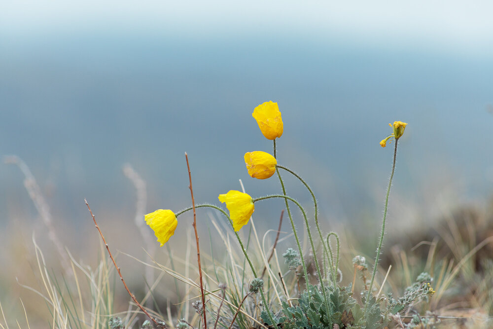 Photograph by Альберт Куулар