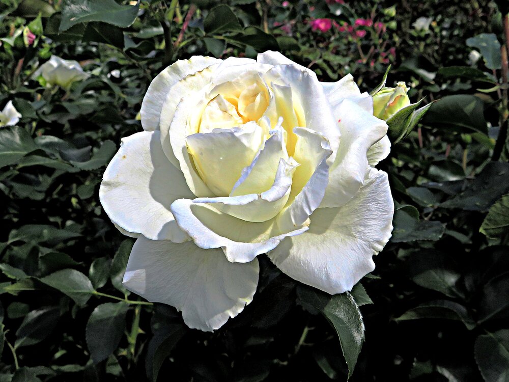 Роза белая