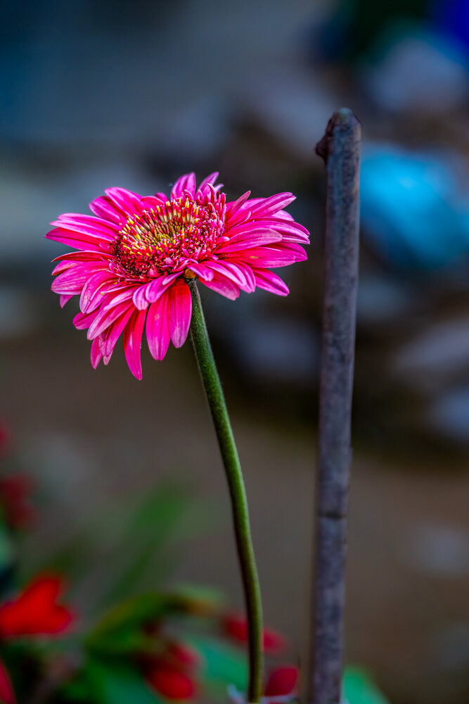 Photograph by sushovan sar